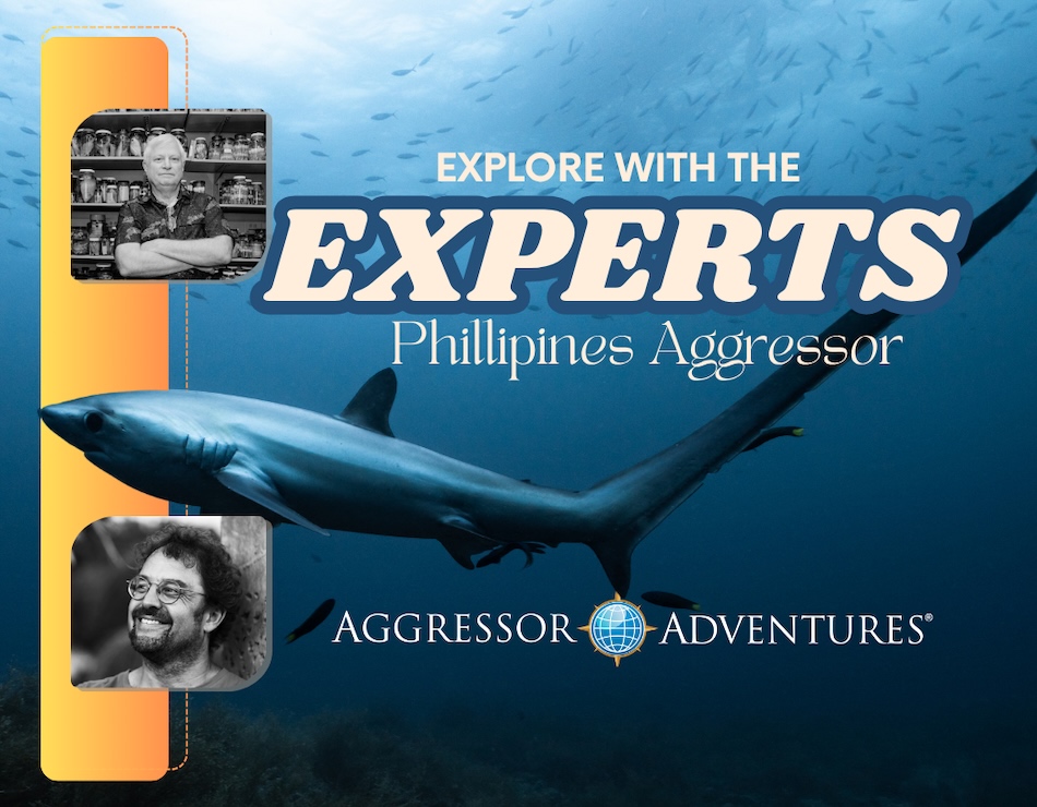 Découvrez les merveilles sous-marines des Philippines avec des experts en plongée.