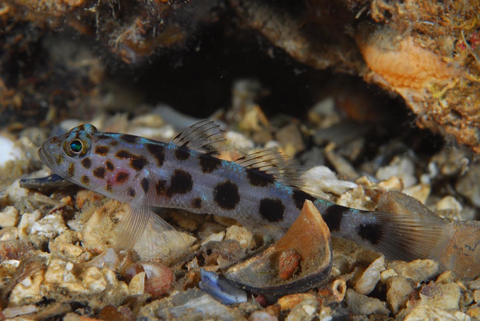 Un poisson coloré aux taches noires évolue sur un fond de sable sous-marin, captivant pour les plongeurs.