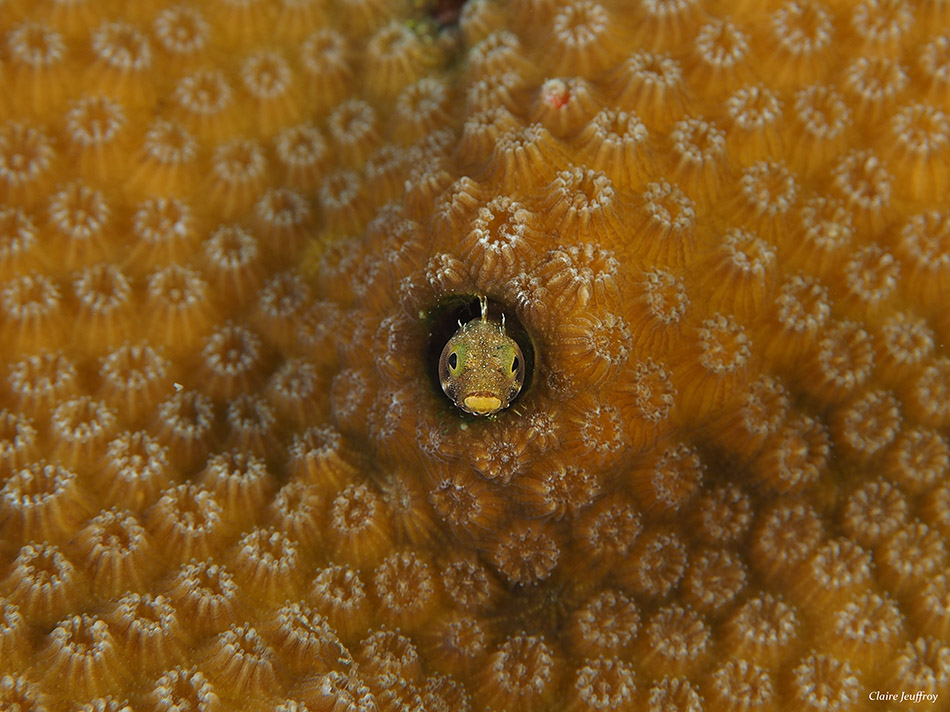 Un poisson curieux émerge d'un corail vibrant, illustrant la beauté du monde sous-marin.