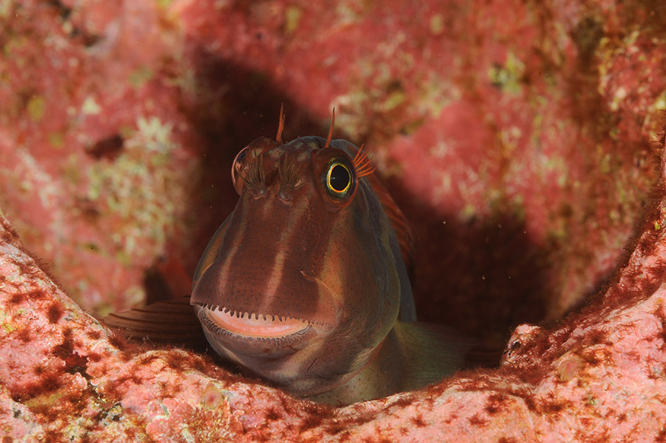 Un poisson coloré émerge d'un abri corallien, illustrant la biodiversité sous-marine fascinante.