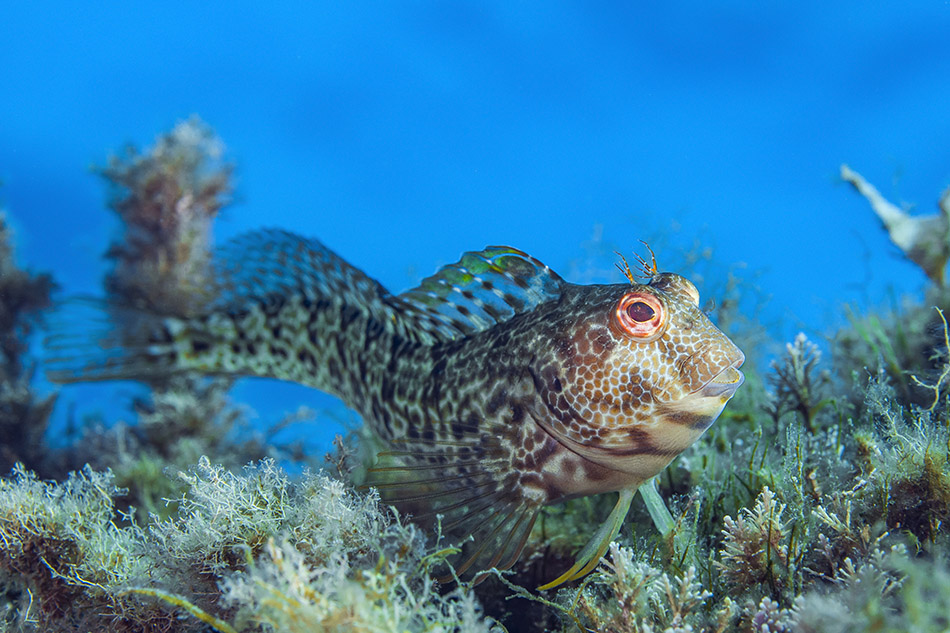 Poisson coloré évoluant parmi les algues sous-marines, idéal pour les passionnés de plongée. Ph