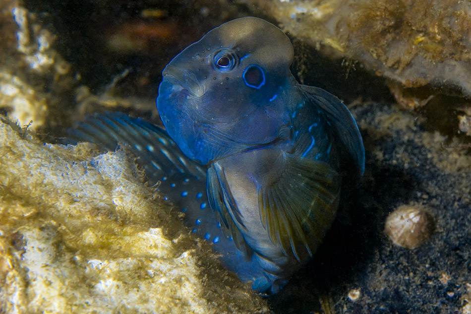 Poisson coloré évoluant dans un habitat sous-marin riche, idéal pour la plongée.