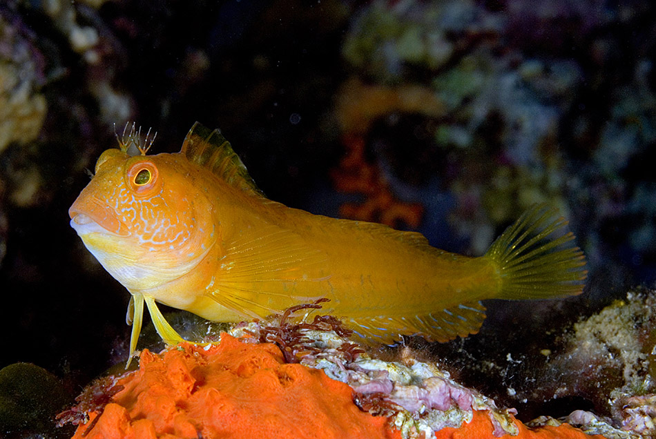 Poisson coloré se reposant sur un corail vibrant dans un récif sous-marin.