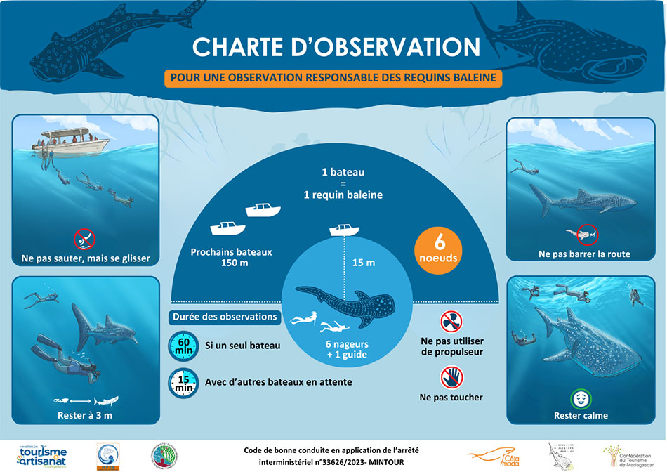 Charte pour une observation responsable des requins baleine en milieu sous-marin, garantissant leur protection.