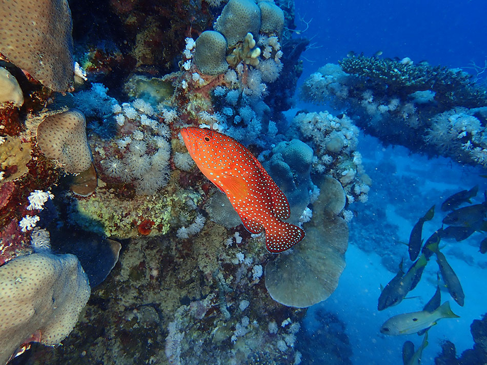 Un poisson coloré évolue parmi les coraux vibrants d'un récif sous-marin.