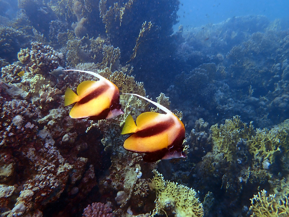 Deux poissons tropicaux colorés nagent parmi les coraux vibrants d'un récif sous-marin.