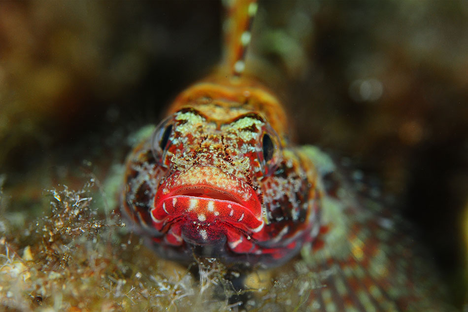 Un poisson coloré se camoufle dans le corail, illustrant la richesse de la vie sous-marine.