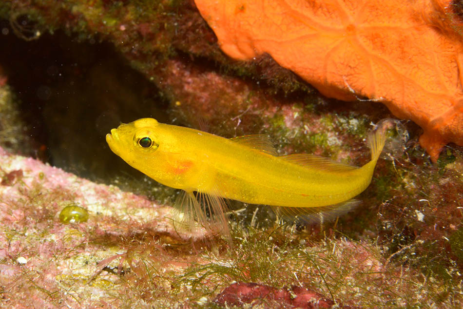 Poisson jaune vibrant évoluant parmi les coraux colorés, illustrant la biodiversité sous-marine.