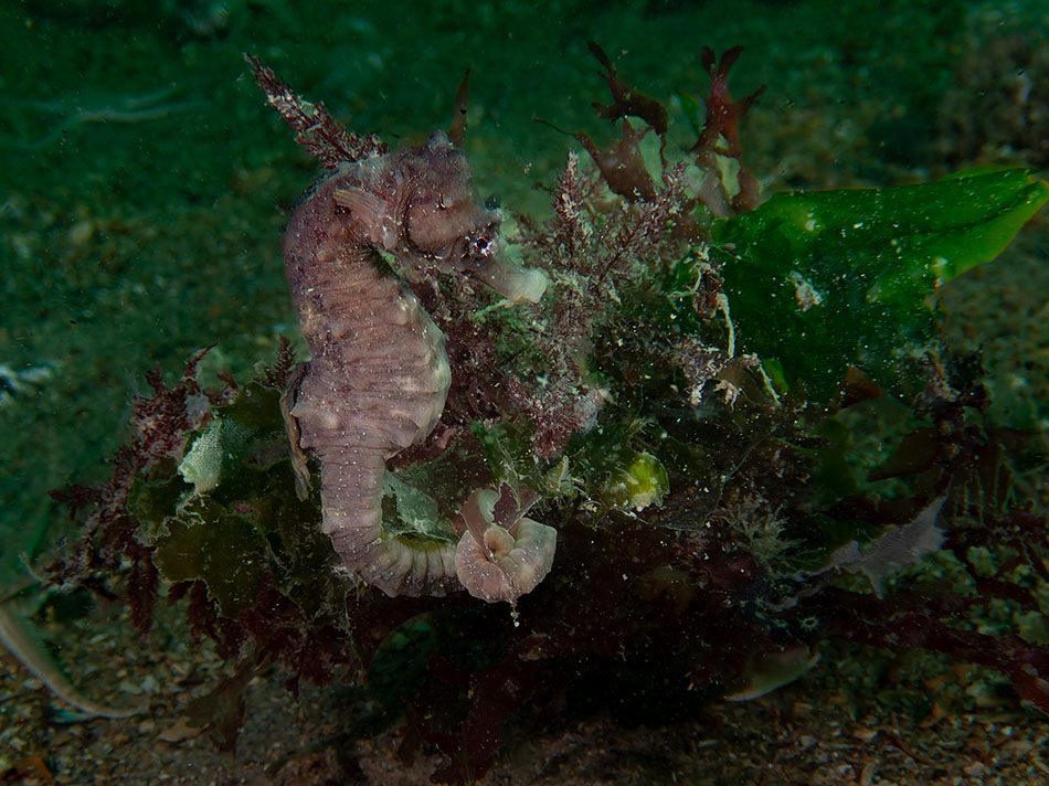Un hippocampe se camoufle parmi les algues sous-marines, illustrant la biodiversité marine.