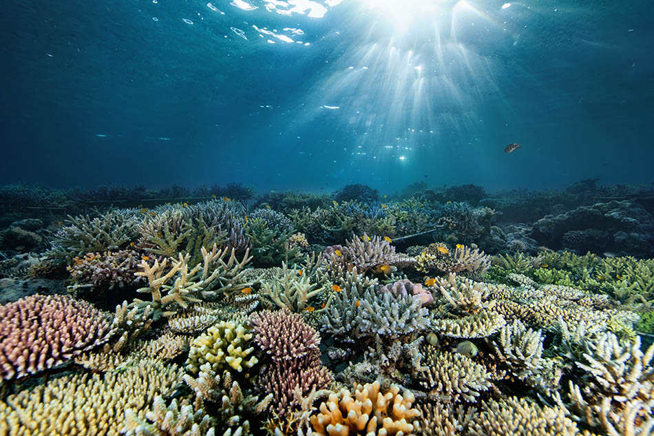 Un récif corallien vibrant, illuminé par des rayons de soleil, abrite une biodiversité marine exceptionnelle.