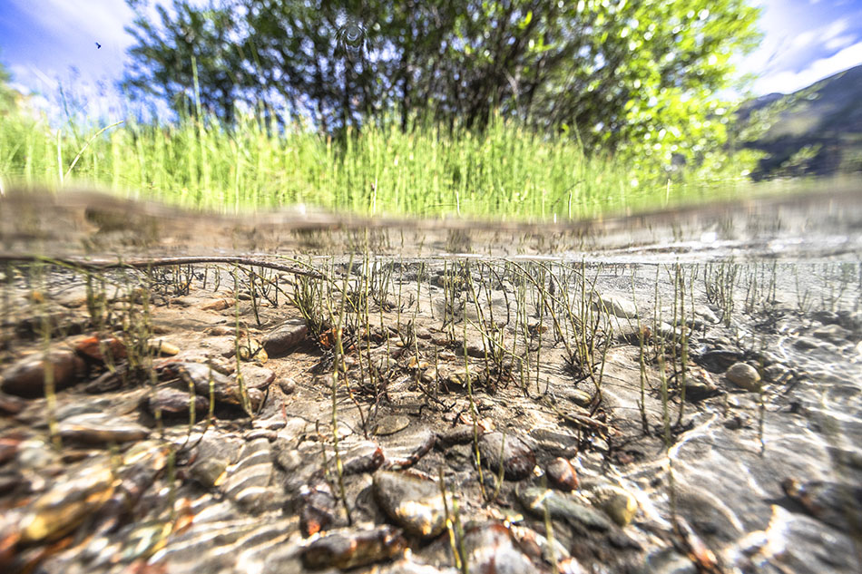 Un écosystème sous-marin riche, avec des herbes aquatiques et des roches, parfait pour la plongée.