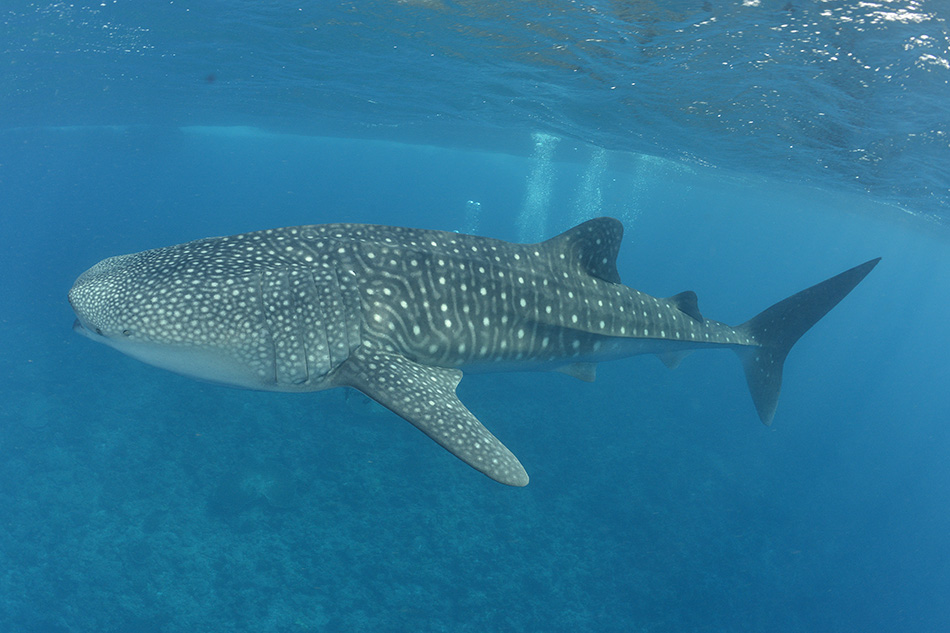 Un majestueux requin-baleine nage paisiblement dans les eaux cristallines, symbole de la biodiversité marine.