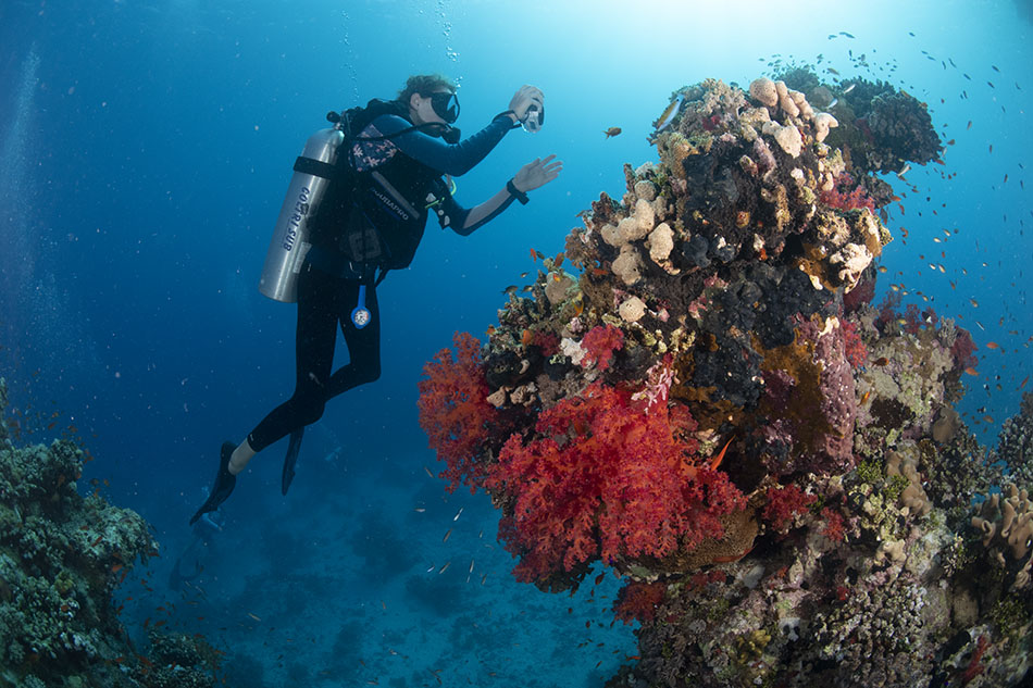Un plongeur explore un récif corallien coloré, riche en biodiversité marine.