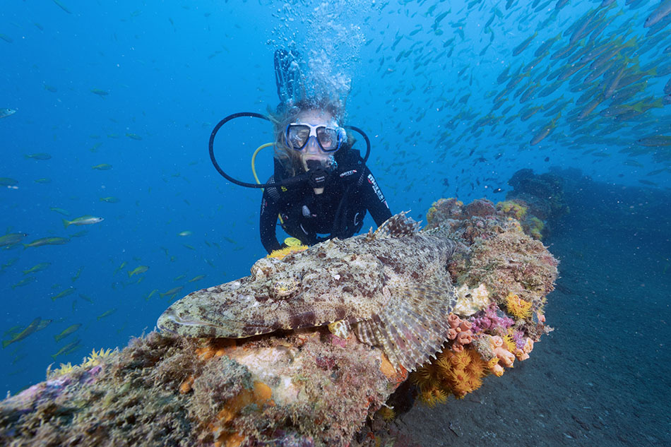 Plongée sous-marine captivante avec un plongeur explorant un récif coloré et des poissons.