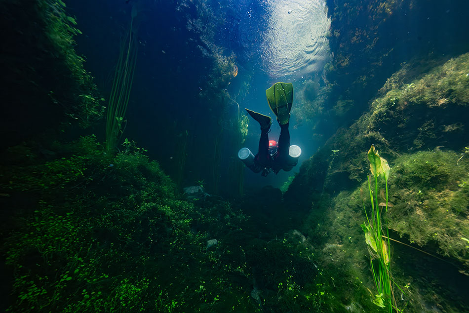 Un plongeur explore un canyon sous-marin riche en végétation aquatique et en biodiversité.