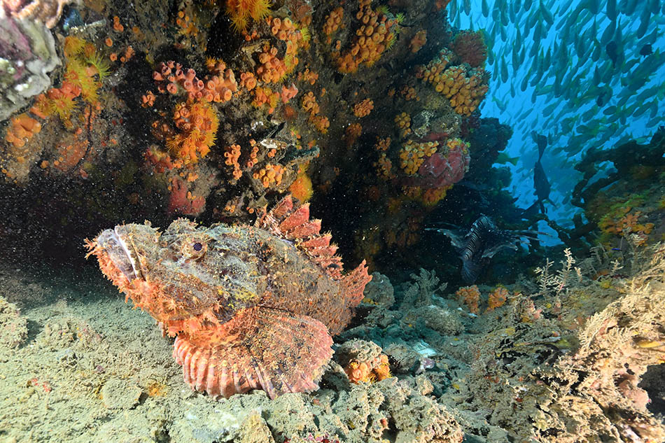 Un poisson scorpion se camoufle parmi les coraux colorés d'un récif sous-marin.