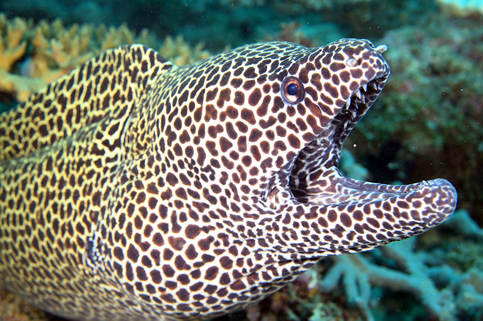 Une murène aux motifs fascinants évolue dans un récif corallien vibrant de vie marine.