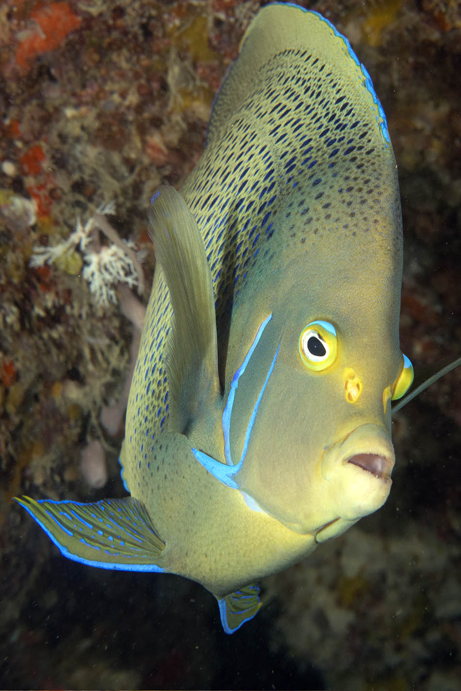 Poisson coloré aux reflets bleus, emblématique des récifs coralliens sous-marins.