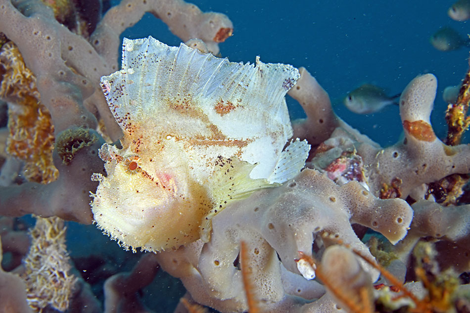 Un poisson scorpion camouflé se repose parmi les coraux colorés d'un récif sous-marin.
