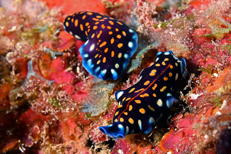 Des nudibranches colorés évoluent sur un fond corallien vibrant, illustrant la biodiversité marine.