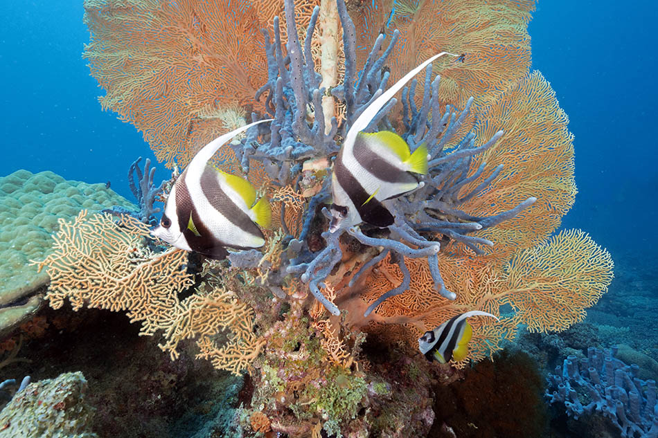 Des poissons colorés évoluent parmi des coraux vibrants dans un écosystème sous-marin riche.