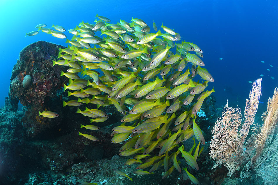 Un banc de poissons jaunes évolue près d'un récif corallien sous-marin vibrant de vie.
