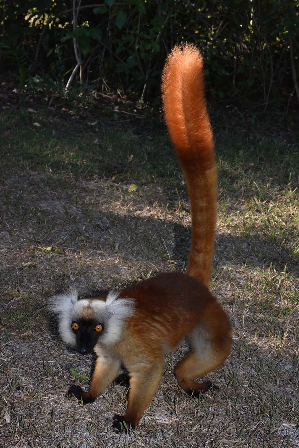 Un lémurien aux couleurs vives évolue dans son habitat naturel, illustrant la biodiversité unique de Madagascar.