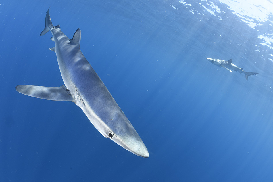 Un requin nage dans les profondeurs turquoise, illustrant la beauté de la vie marine.
