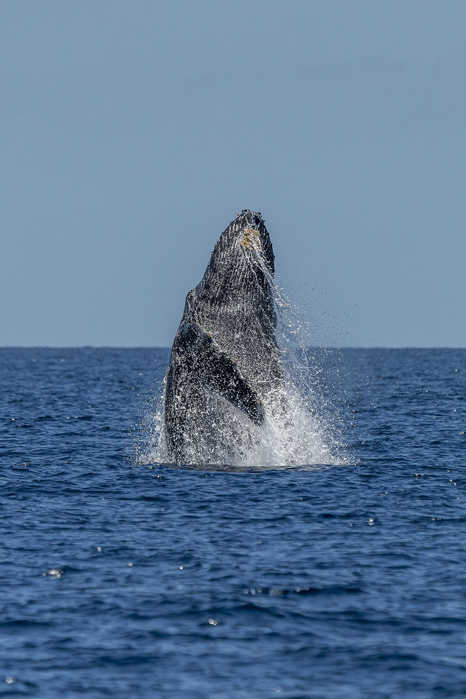 Baleine à bosse émergeant majestueusement des eaux, symbole de la biodiversité marine.
