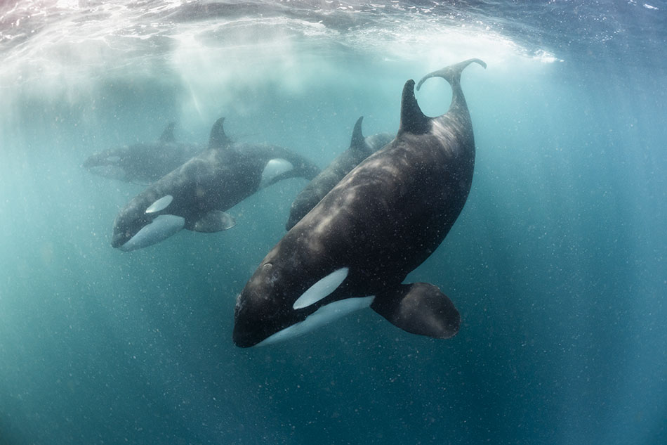 Trois orques nagent majestueusement dans des eaux cristallines, révélant la beauté du monde sous-marin.