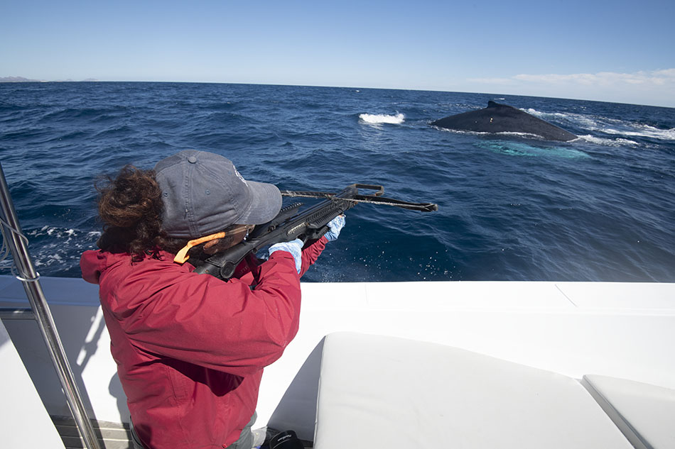 Plongée fascinante avec une baleine à bosse observée depuis un bateau.
