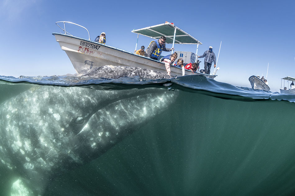 Des plongeurs émerveillés observent une majestueuse baleine à proximité de leur bateau.
