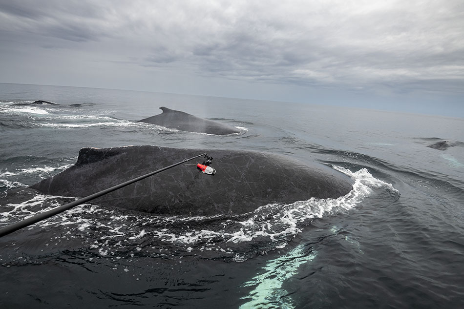 Des baleines majestueuses émergent à la surface, offrant un spectacle fascinant pour les plongeurs.