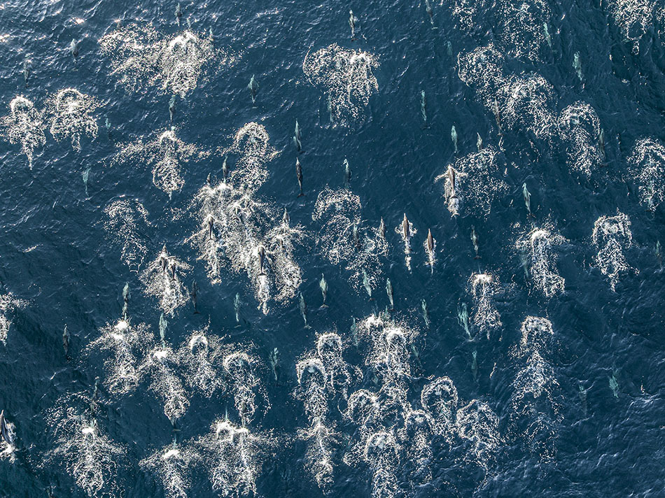 Un groupe de dauphins nageant dans les eaux cristallines, idéal pour la plongée sous-marine.