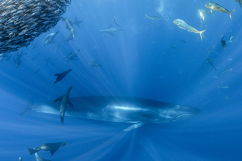 Un majestueux rorqual nage parmi un banc de poissons et des otaries dans les profondeurs marines.
