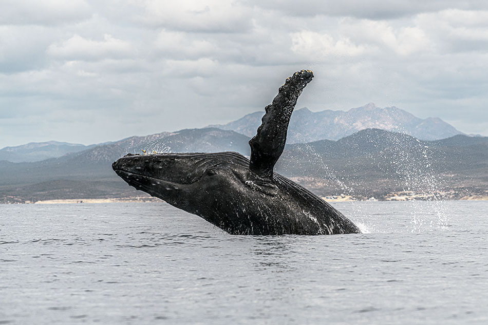 Baleine à bosse émergeant majestueusement des eaux, un spectacle fascinant pour les plongeurs.