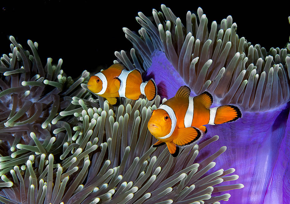 Des clowns colorés évoluent parmi les anémones vibrantes dans un écosystème sous-marin fascinant.