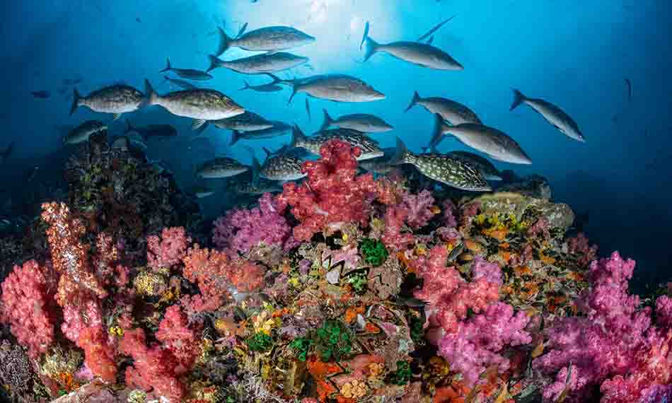 Un récif corallien vibrant abrite des poissons colorés dans un écosystème sous-marin riche.