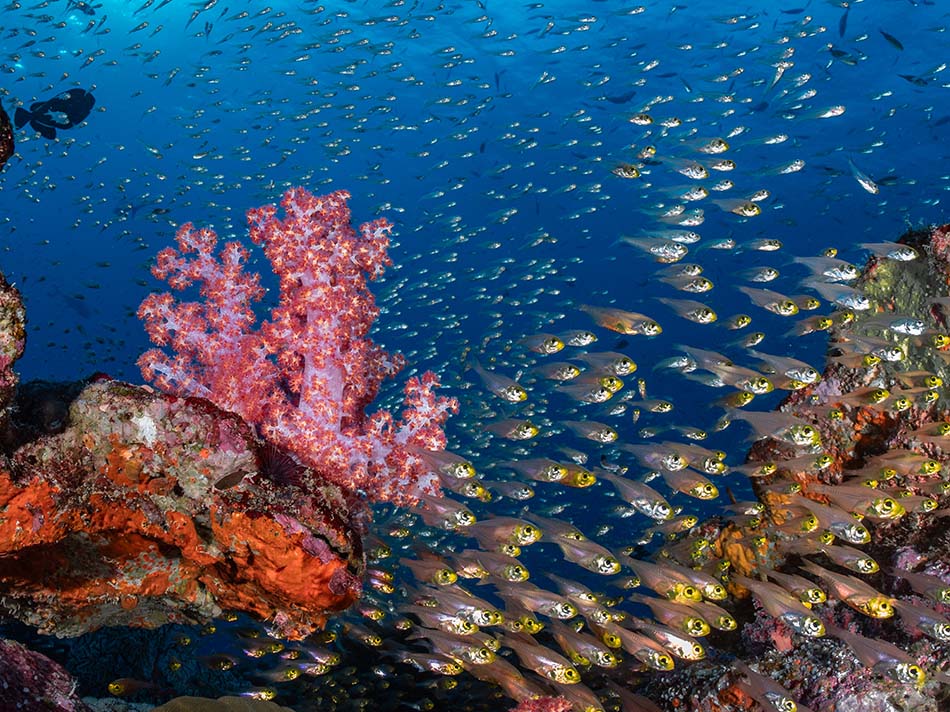 Un récif corallien vibrant abritant un banc de poissons colorés dans des eaux cristallines.