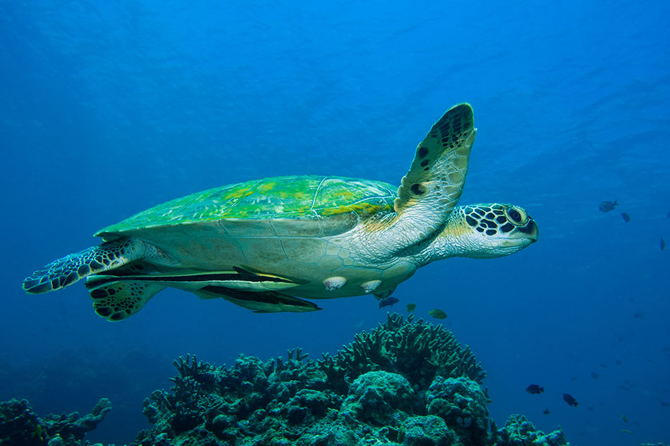 Une tortue nage paisiblement au-dessus des coraux dans un paysage sous-marin vibrant.