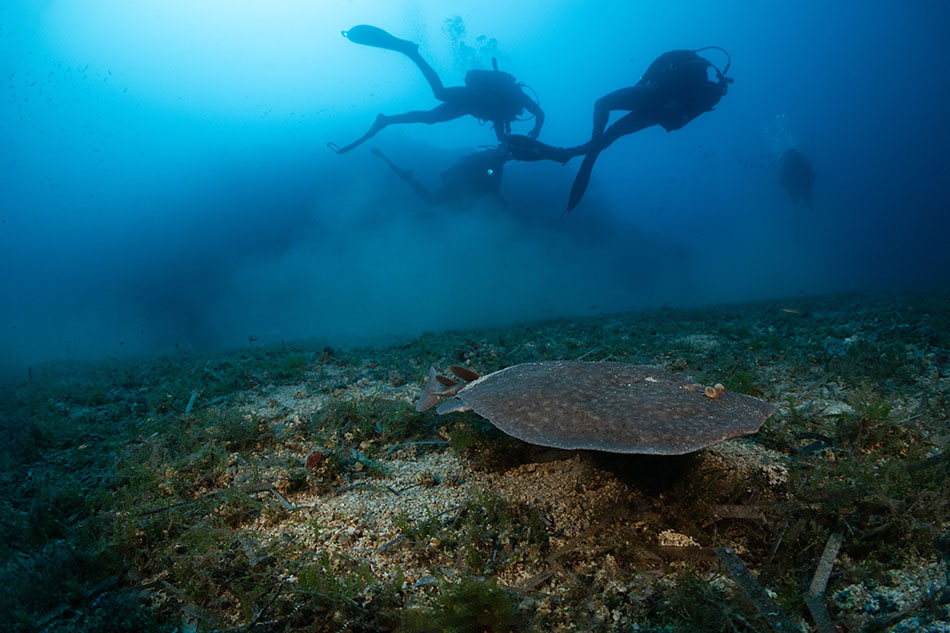 Un plongeur observe une raie sur le fond marin, révélant la richesse de la vie sous-marine.