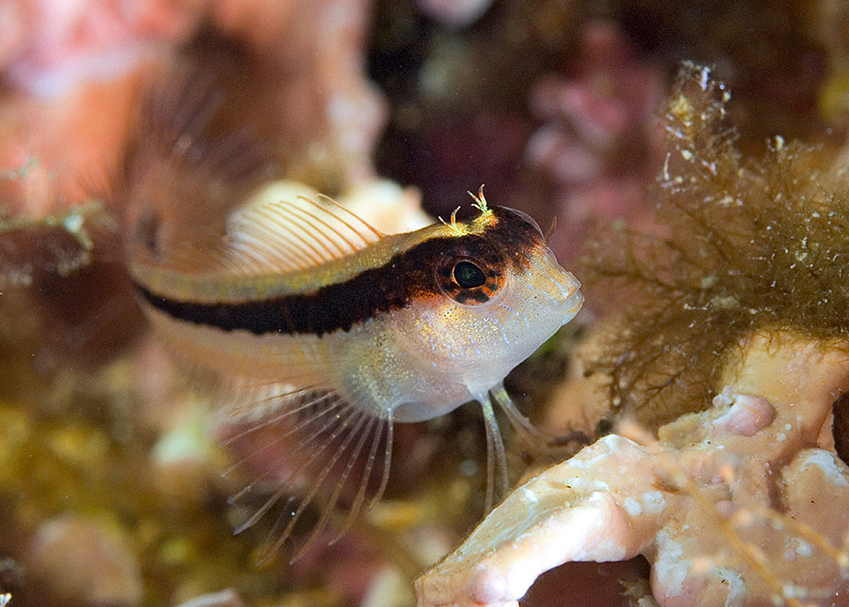 Un poisson coloré évolue parmi les coraux dans un écosystème sous-marin vibrant.
