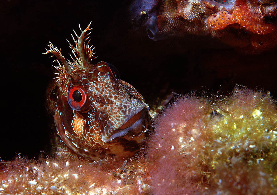 Un poisson coloré émerge d'un habitat sous-marin riche en algues et coraux.