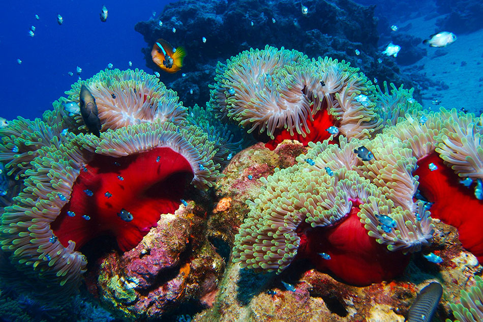 Un récif corallien vibrant, habité par des poissons colorés et des anémones marines.