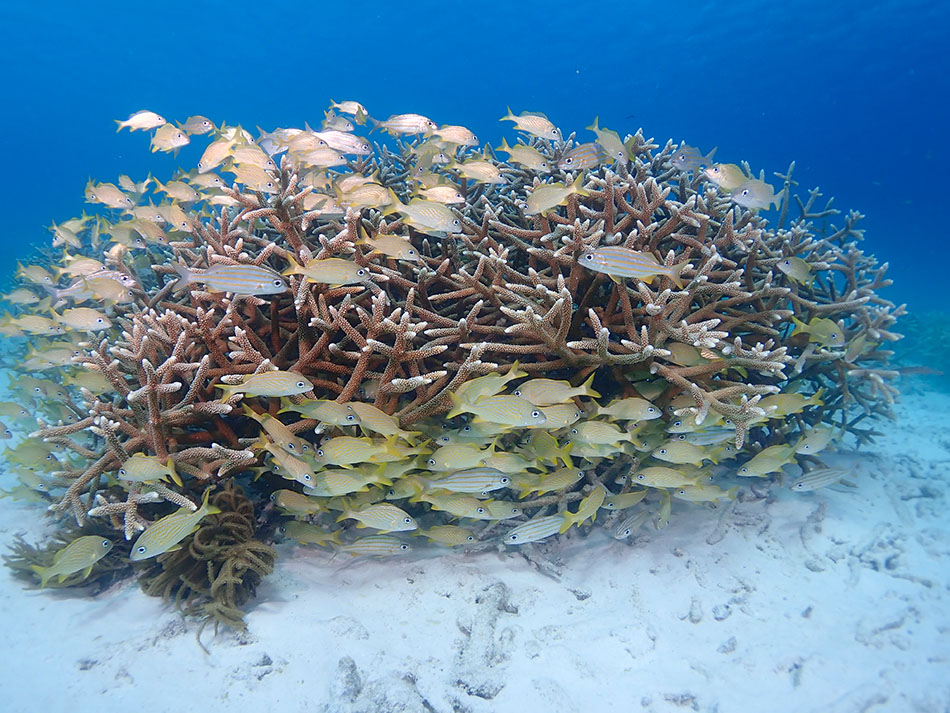 Un banc de poissons jaunes se déplace autour d'un récif corallien vibrant en milieu sous-marin.