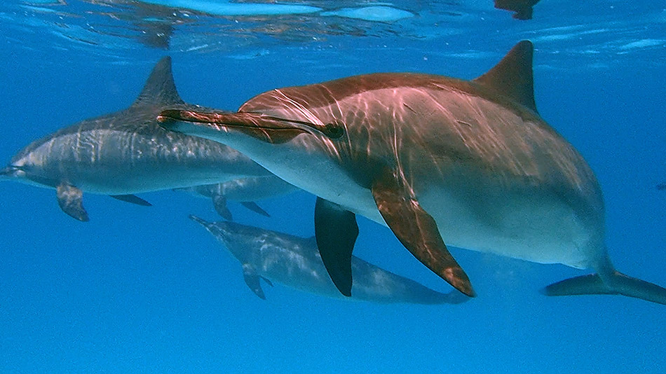 Des dauphins évoluent gracieusement dans les eaux cristallines, offrant une expérience de plongée inoubliable.