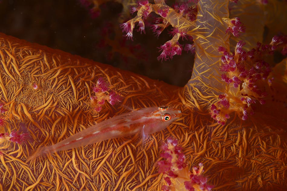 Un poisson coloré évolue parmi des coraux vibrants dans un écosystème sous-marin riche.