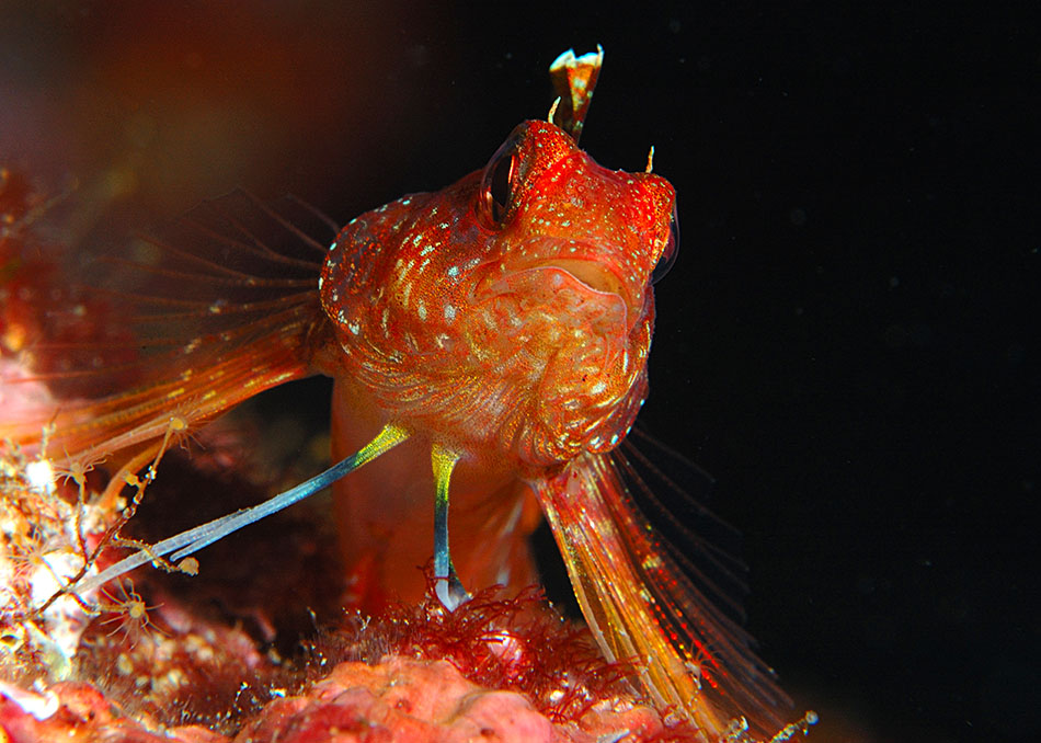 Poisson coloré observé dans un milieu sous-marin riche, parfait pour la plongée.