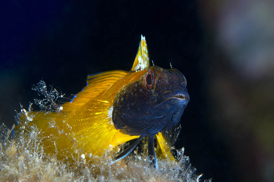 Un poisson coloré aux nageoires dorées évolue dans un habitat sous-marin riche en vie.