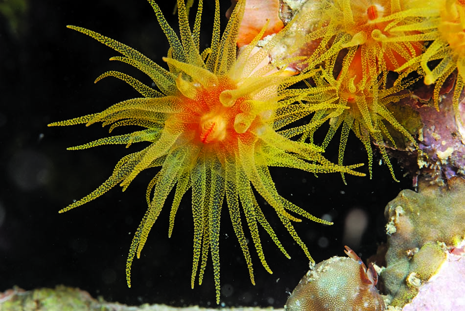 Anémone colorée illuminant les fonds marins, idéale pour les passionnés de plongée sous-marine.
